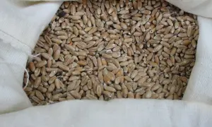 Sacconero pieno di grano di solina, pronto per essere macinato.