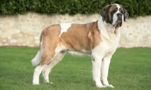 Un cane San Bernardo, noto anche come "la Bernarda", posa maestoso sull'erba verde.