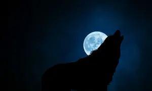 Silhouette di un lupo manaro che ulula alla luna piena blu su uno sfondo scuro e nebbioso.