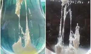 L'uovo di San Giovanni, una sostanza biancastra e filamentosa con bollicine, sembra emergere da un liquido trasparente.