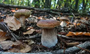 Funghi porcini nel bosco, un vero tesoro per chi cerca il significato del cappellaccio.