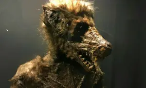 A detailed, macabre werewolf prop with sharp teeth and matted fur.