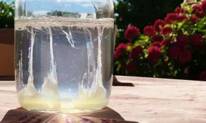 Barca san giovanni: un uovo di kefir d'acqua fermenta in un barattolo di vetro, con fiori rossi sullo sfondo.