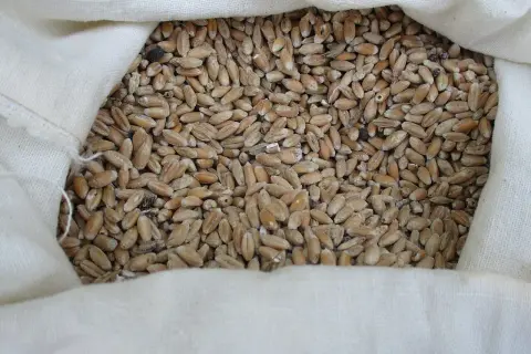 Sacconero pieno di grano di solina, pronto per essere macinato.