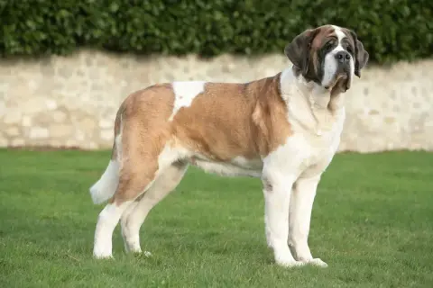 Un cane San Bernardo, noto anche come "la Bernarda", posa maestoso sull'erba verde.