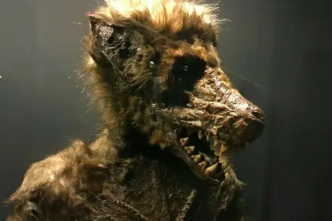 A detailed, macabre werewolf prop with sharp teeth and matted fur.
