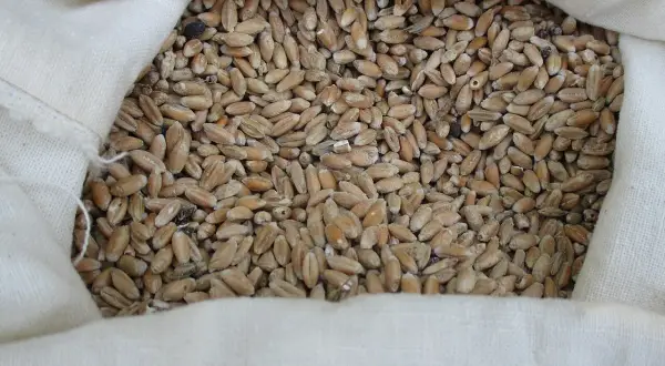 Sacconero pieno di grano di solina, pronto per essere macinato.