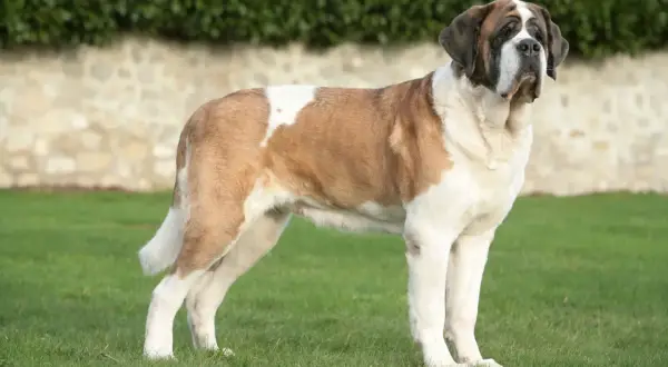 Un cane San Bernardo, noto anche come "la Bernarda", posa maestoso sull'erba verde.