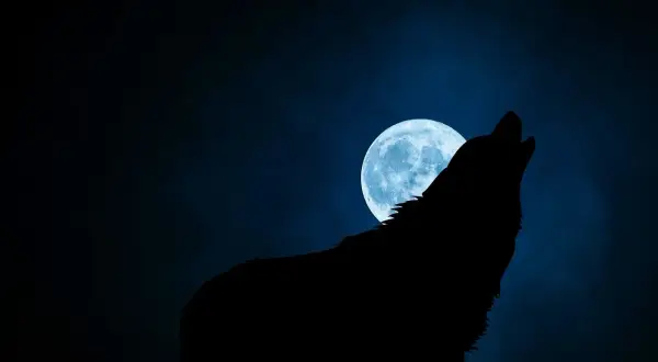 Silhouette di un lupo manaro che ulula alla luna piena blu su uno sfondo scuro e nebbioso.
