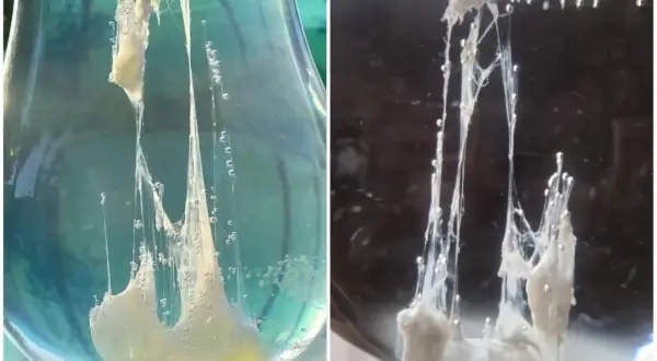L'uovo di San Giovanni, una sostanza biancastra e filamentosa con bollicine, sembra emergere da un liquido trasparente.