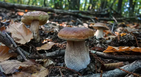 Funghi porcini nel bosco, un vero tesoro per chi cerca il significato del cappellaccio.