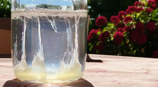 Barca san giovanni: un uovo di kefir d'acqua fermenta in un barattolo di vetro, con fiori rossi sullo sfondo.