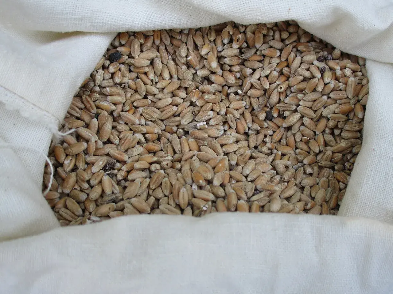 Sacconero pieno di grano di solina, pronto per essere macinato.