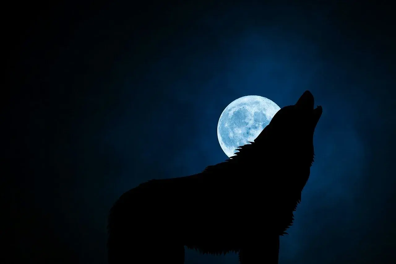 Silhouette di un lupo manaro che ulula alla luna piena blu su uno sfondo scuro e nebbioso.