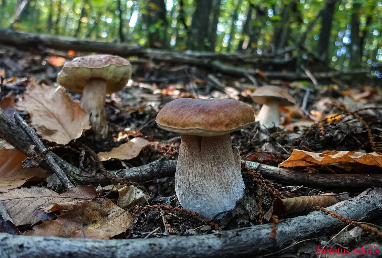 Funghi porcini nel bosco, un vero tesoro per chi cerca il significato del cappellaccio.