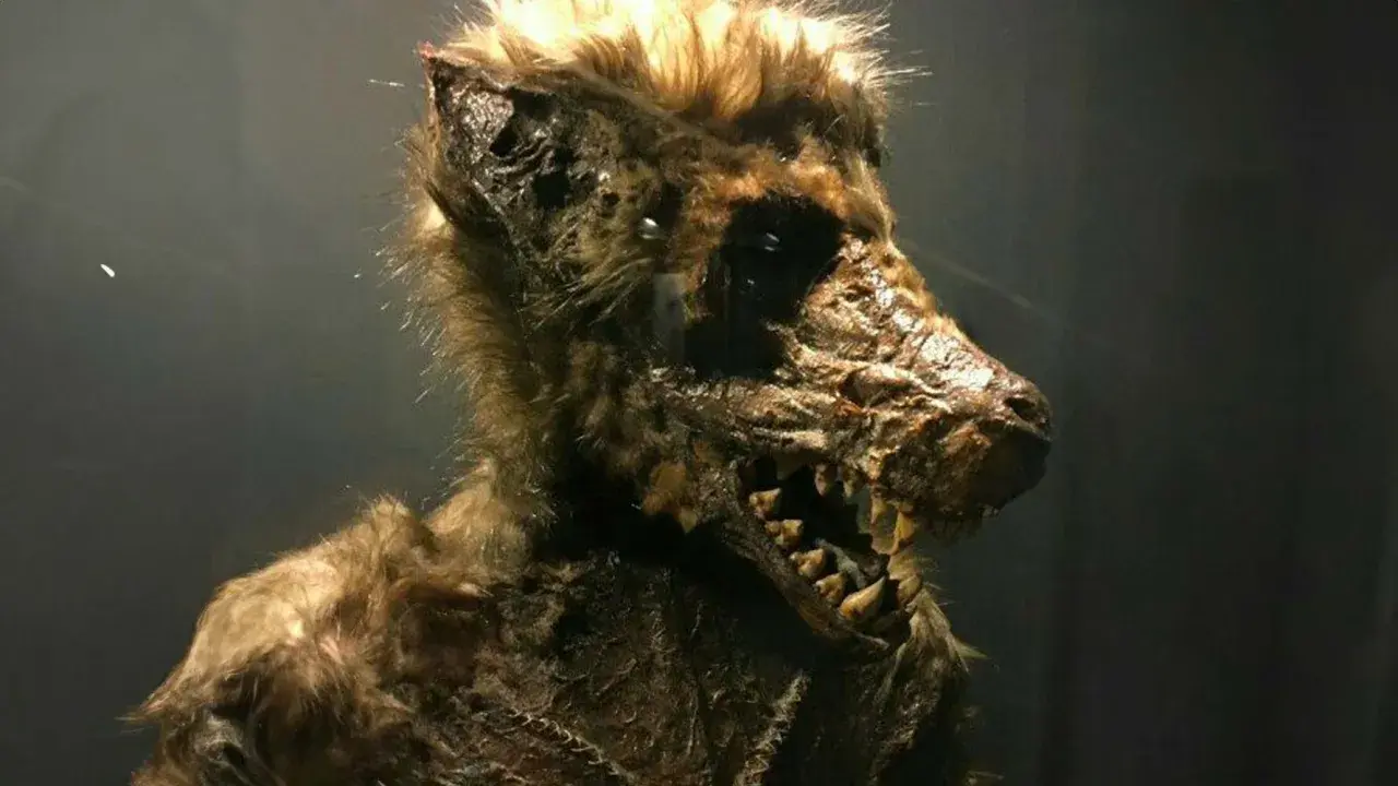 A detailed, macabre werewolf prop with sharp teeth and matted fur.