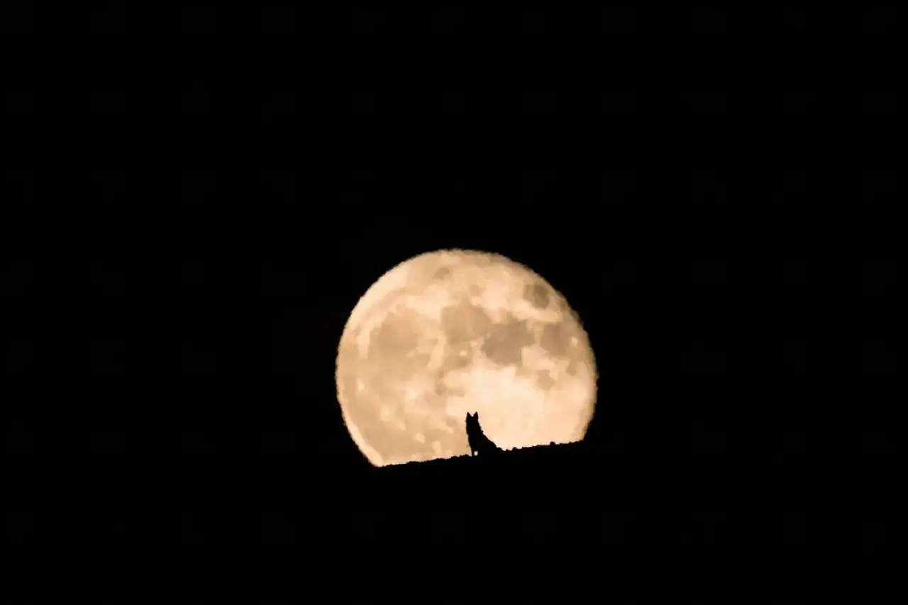 Silhouette di un lupo seduto su una collina, con la luna piena sullo sfondo. La luna del lupo illumina la notte.