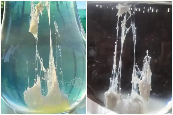 L'uovo di San Giovanni, una sostanza biancastra e filamentosa con bollicine, sembra emergere da un liquido trasparente.