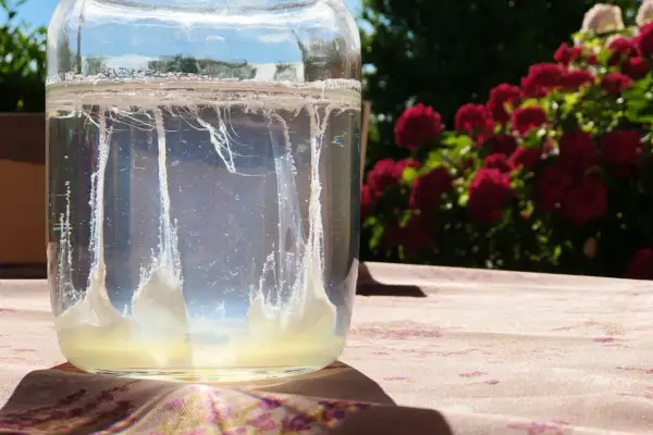 Barca san giovanni: un uovo di kefir d'acqua fermenta in un barattolo di vetro, con fiori rossi sullo sfondo.